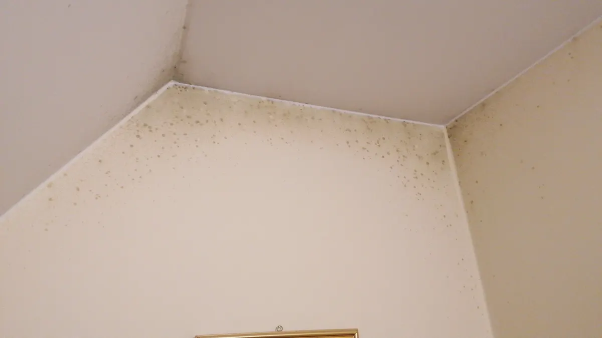 Mögel i hyresrätten: vad hyresvärden ansvarar för